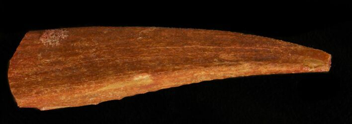 Hybodus Shark Dorsal Spine Tip - Cretaceous #49539